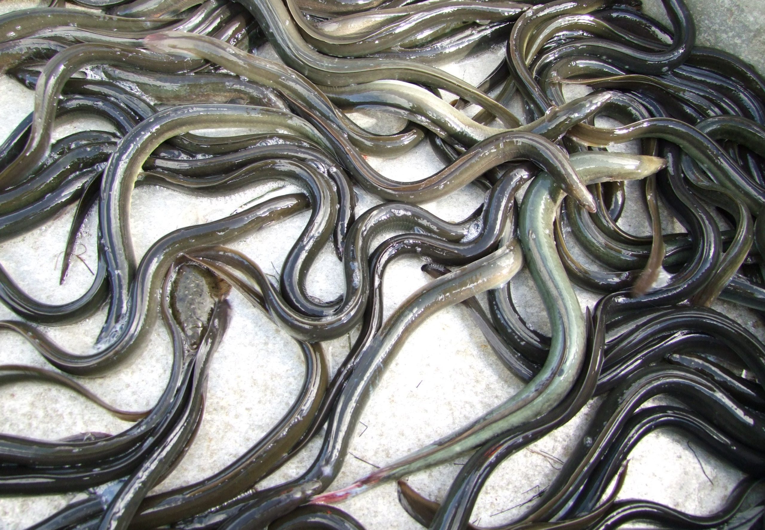 Forbud med fiskeri af ål - Fiskeri Tidende