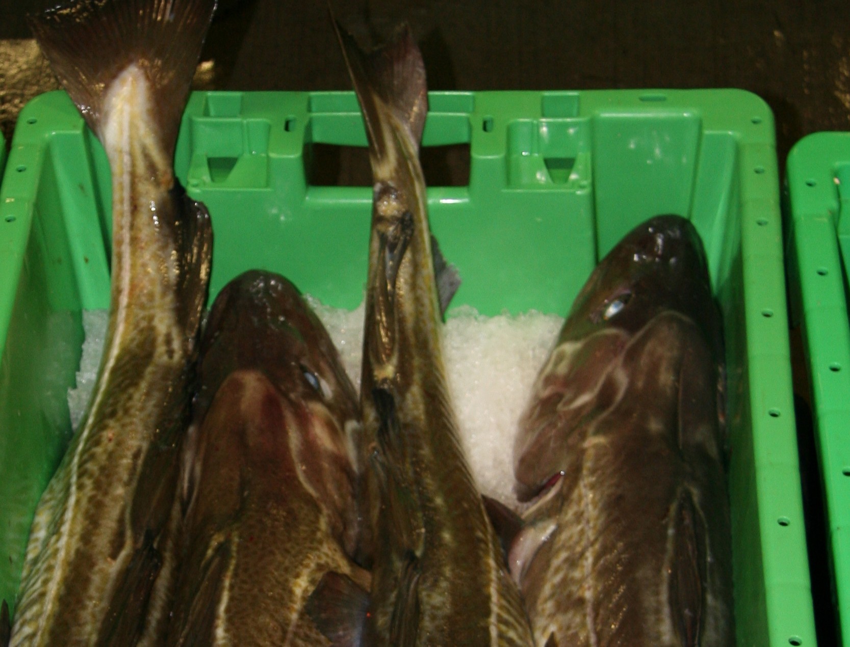 en-travl-uge-skudt-i-gang-p-hanstholm-fiskeauktion-fiskeri-tidende